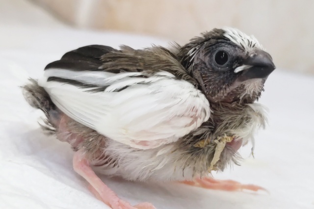 十姉妹（ジュウシマツ）