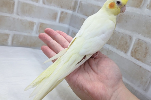 オカメインコ