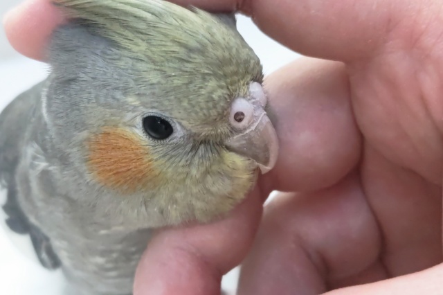 オカメインコ