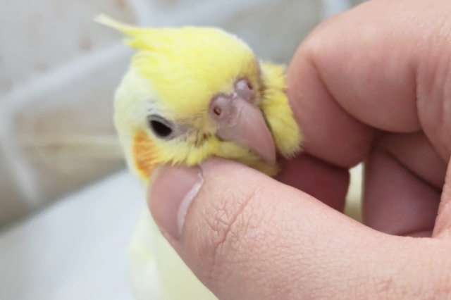 オカメインコ