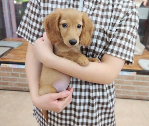 ミニチュアダックス