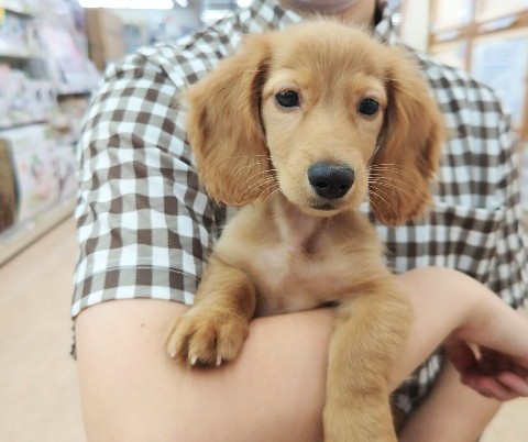 ミニチュアダックス