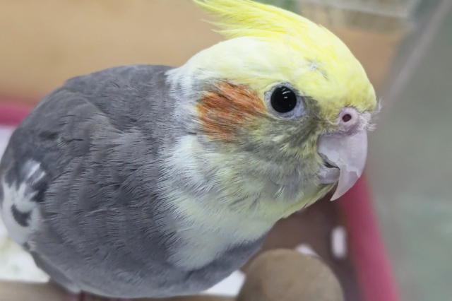 オカメインコ