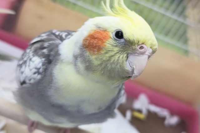 オカメインコ