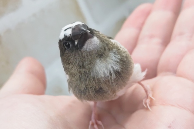 十姉妹（ジュウシマツ）