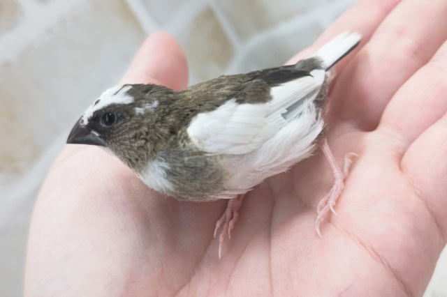 十姉妹（ジュウシマツ）