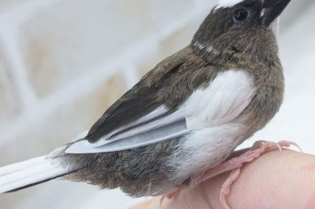 十姉妹（ジュウシマツ）