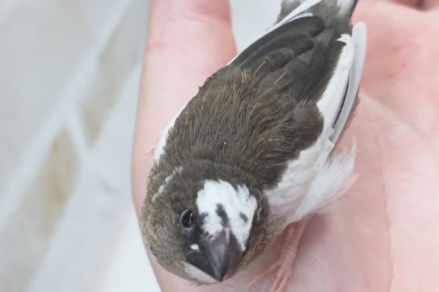 十姉妹（ジュウシマツ）