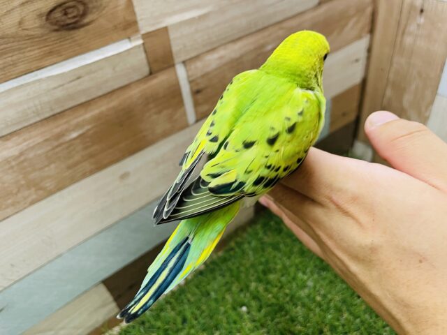 最新画像あります☆模様が少なくとっても可愛いライムちゃん💕セキセイインコのオパーリン! セキセイインコ