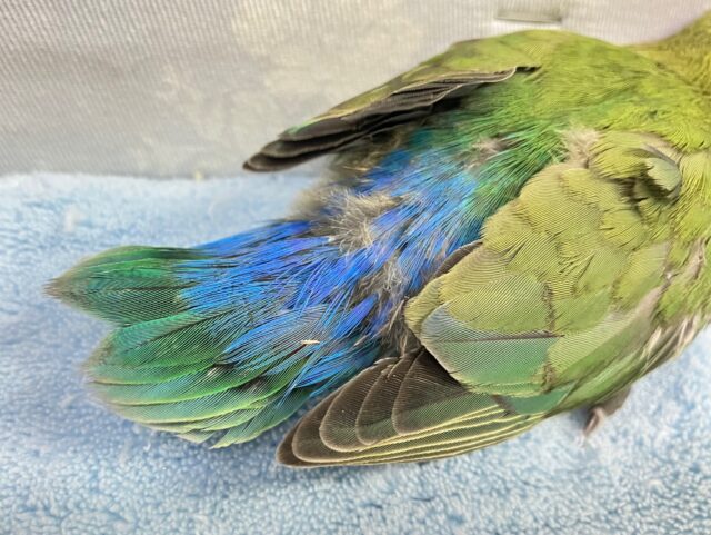 コザクラインコ（小桜インコ）