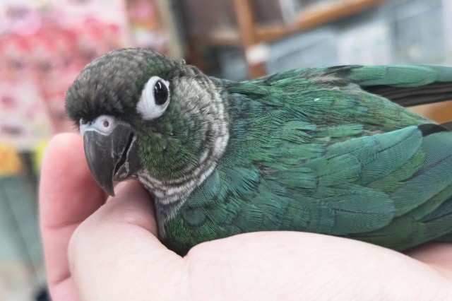 ホオミドリウロコインコ