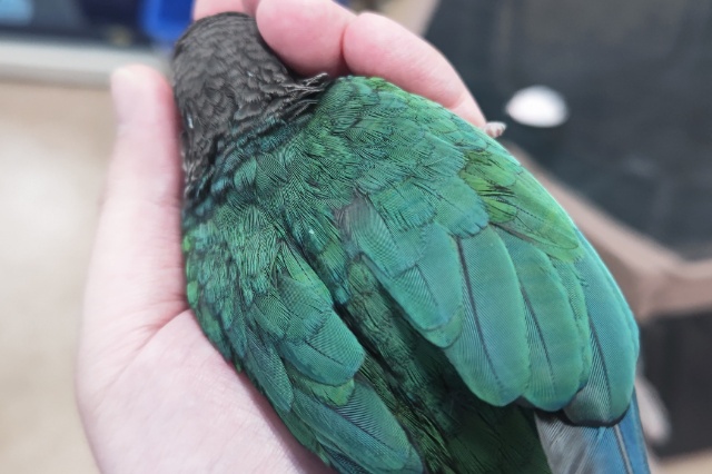 ホオミドリウロコインコ