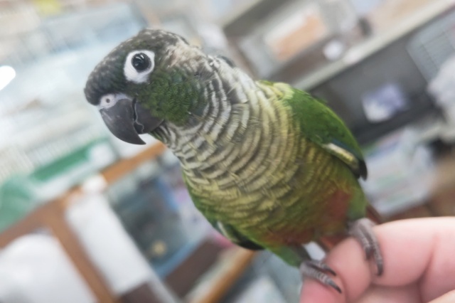 ホオミドリウロコインコ