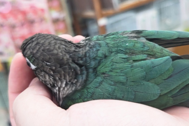 ホオミドリウロコインコ