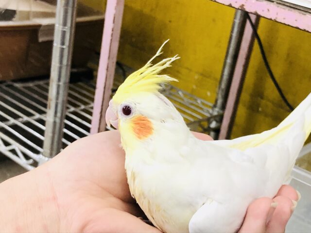 オカメインコ