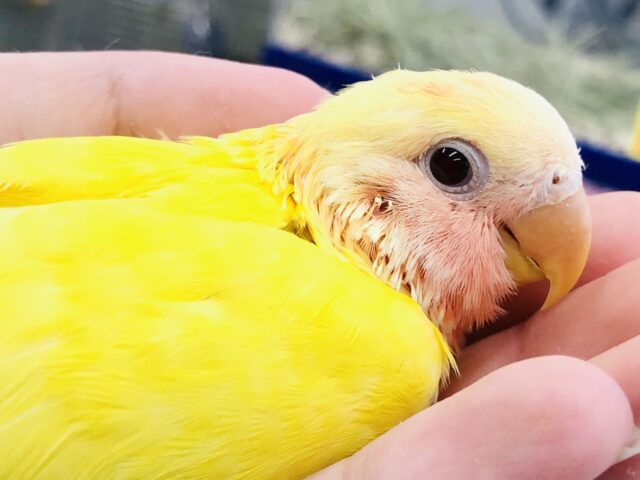 コザクラインコ（小桜インコ）