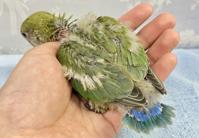 コザクラインコ（小桜インコ）