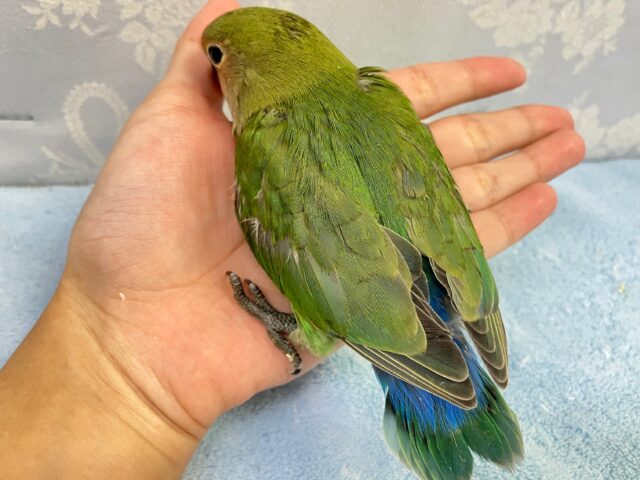 コザクラインコ（小桜インコ）