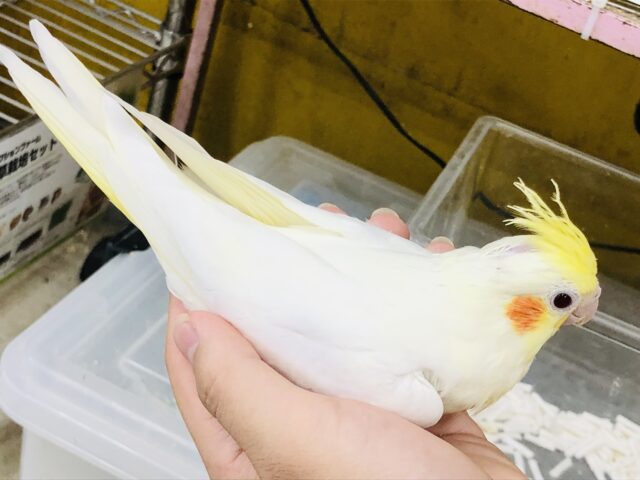 オカメインコ