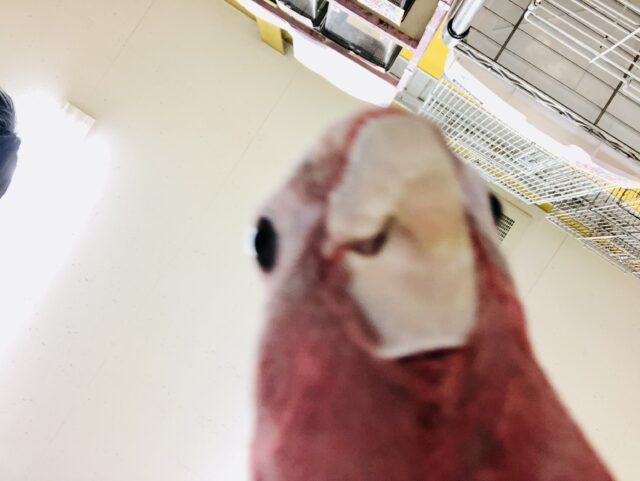 モモイロインコ