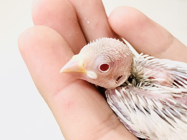 シルバーイノ文鳥