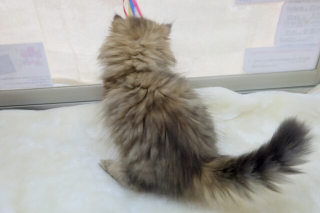 美猫ペルシャちゃん💕2023年8月20日生まれ 女の子 ペルシャ