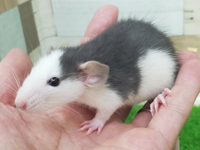 ファンシーラット