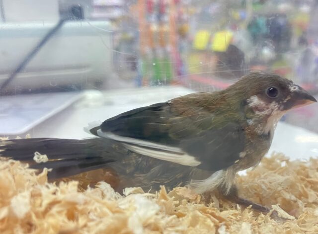 十姉妹（ジュウシマツ）