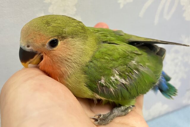 コザクラインコ（小桜インコ）