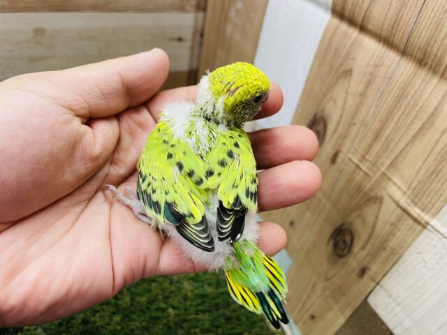 最新画像あります☆模様が少なくとっても可愛いライムちゃん💕セキセイインコのオパーリン! セキセイインコ