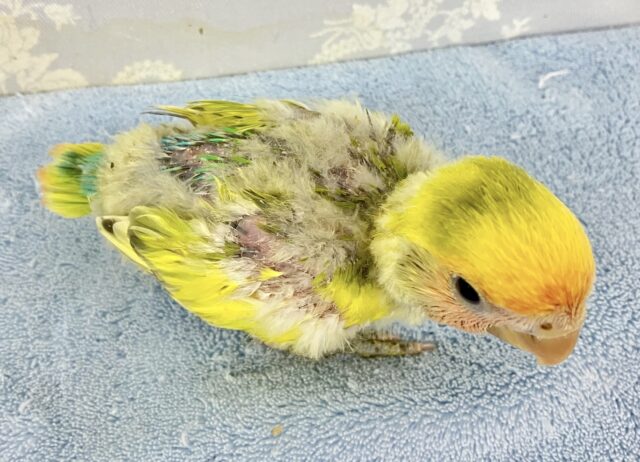 コザクラインコ（小桜インコ）