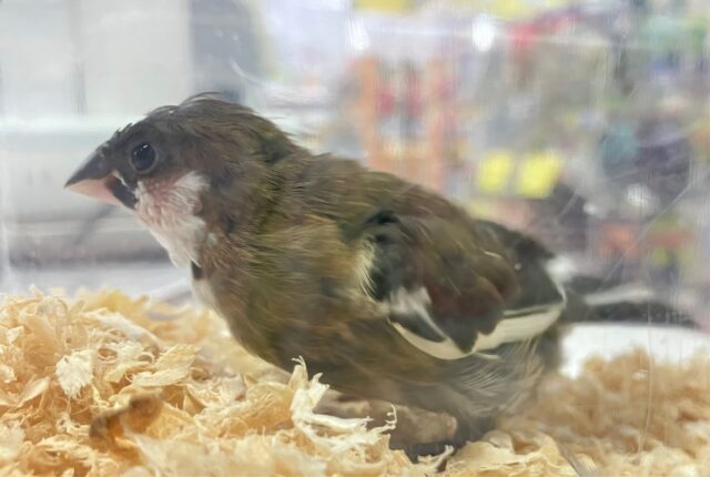 十姉妹（ジュウシマツ）