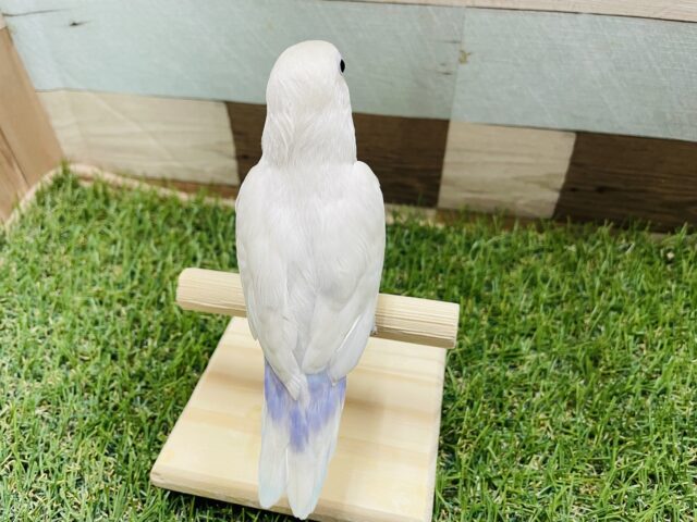 シロボタンインコ