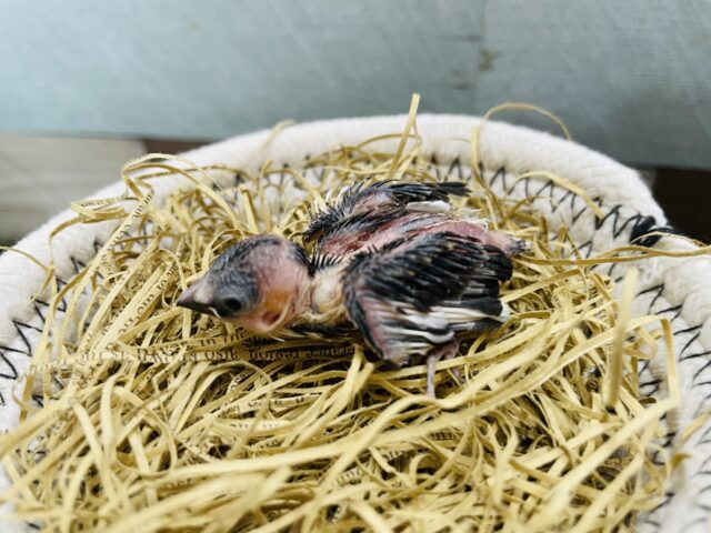 十姉妹（ジュウシマツ）