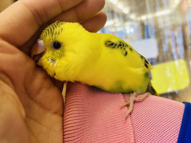 セキセイインコ