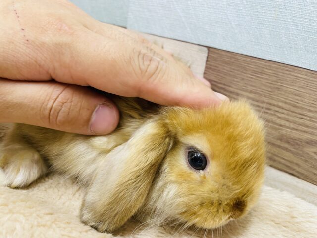 ロップイヤーラビット