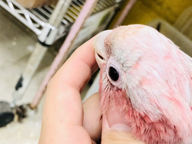 モモイロインコ