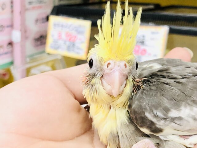 オカメインコ