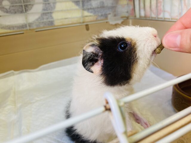 テッセルモルモット