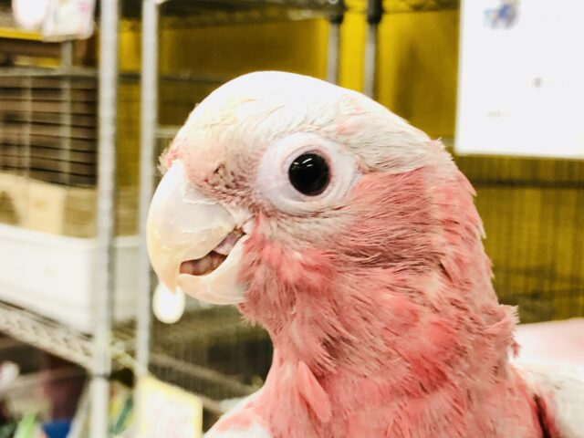 モモイロインコ