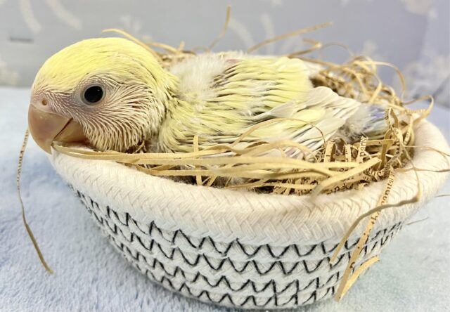 コザクラインコ（小桜インコ）