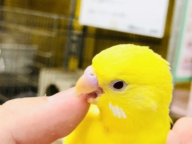 セキセイインコ