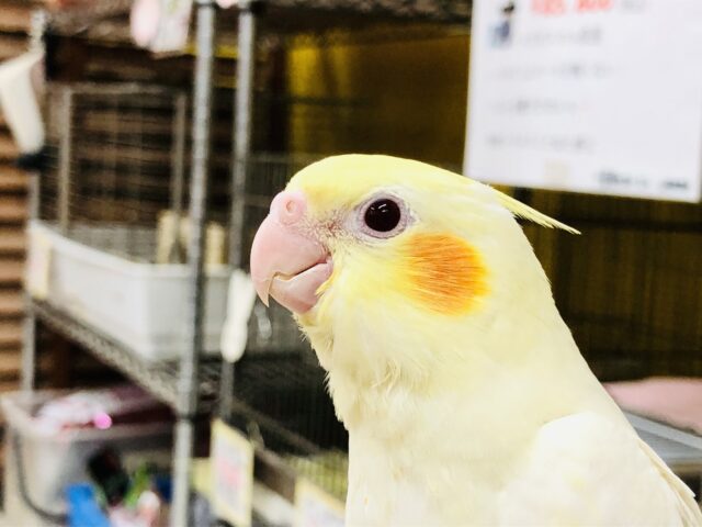 オカメインコ
