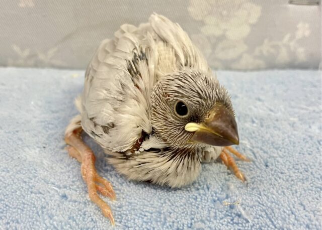 ❣️最新画像❣️凛々しいお顔!?シルバー文鳥 2023年9月生まれ シルバー文鳥