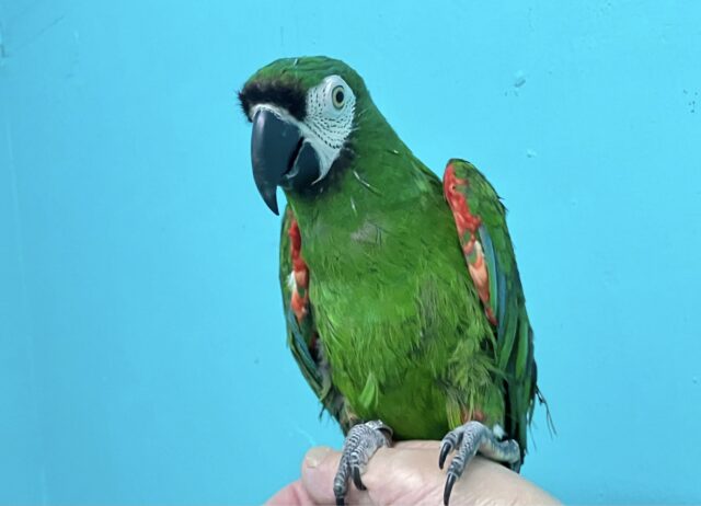 ヒメコンゴウインコ