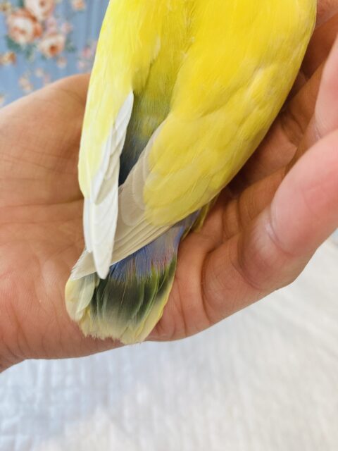 コザクラインコ（小桜インコ）