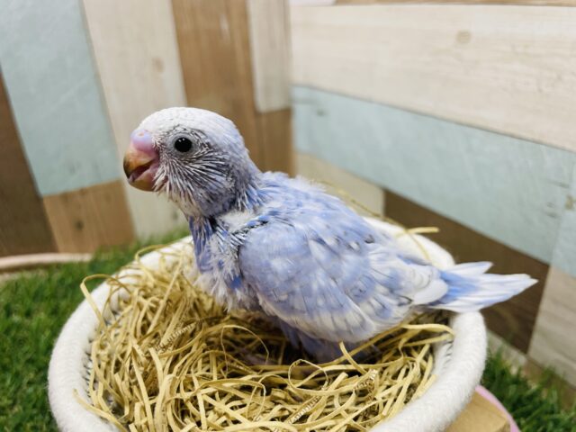 セキセイインコ