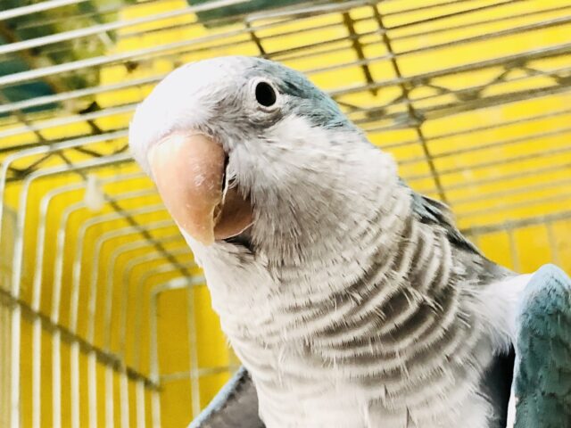 オキナインコ