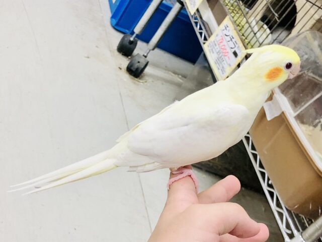 オカメインコ