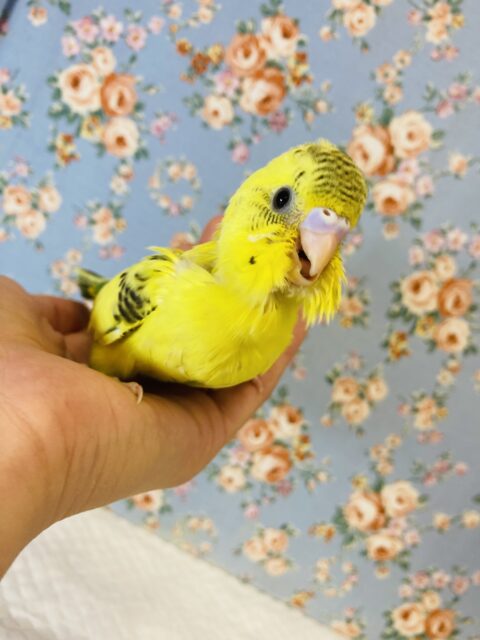 セキセイインコ